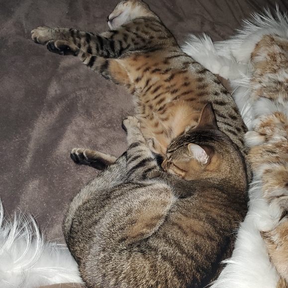 Meet your Posher, David - Picture 1 of 1